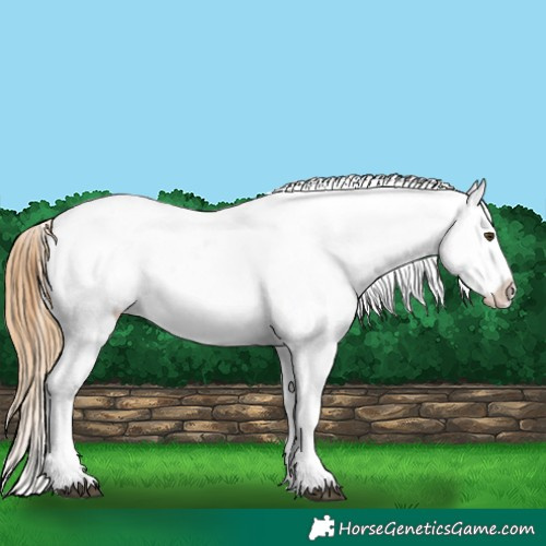 Horse Color:Chestnut Appaloosa  and Chestnut Appaloosa 