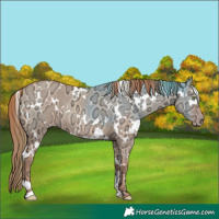 Horse Color:White Spotted Gold Champagne Ice Dun 