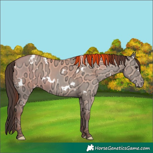 Horse Color:White Spotted Classic Champagne Ice Dun