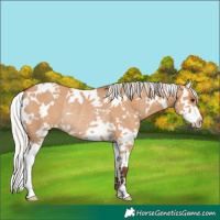 Horse Color:White Spotted Silver Bay Dun Splash Rabicano 