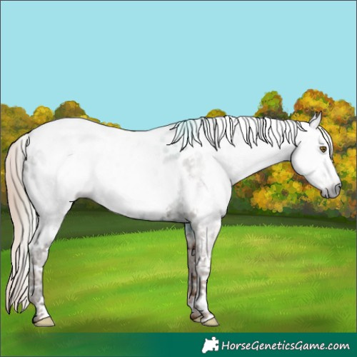 Horse Color:Gray Chestnut Ice Sabino Near Leopard 