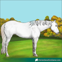 Horse Color:Gray Chestnut Ice Sabino Near Leopard 