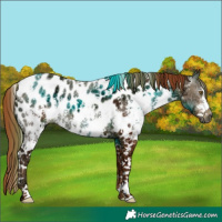 Horse Color:Gray Chestnut Ice Sabino Appaloosa 