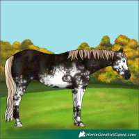 Horse Color:White Spotted Midnight Chestnut Ice Splash 