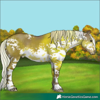 Horse Color:White Spotted Silver Grullo 
