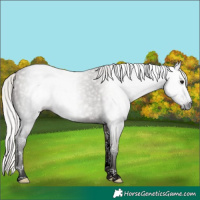 Horse Color:Gray Silver Grullo Ice Splash 