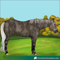 Horse Color:Gray Silver Grullo Ice Splash 