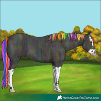 Horse Color:Painted Midnight Red Dun Ice Splash 