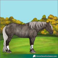 Horse Color:Silver Grullo Ice Rabicano 