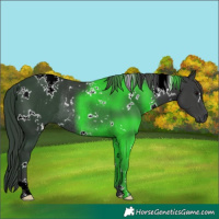 Horse Color:White Spotted Black Rabicano 