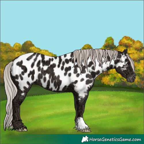 Horse Color:Silver Black Ice Near Leopard 