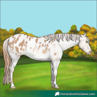 Horse Color:White Spotted Red Dun Appaloosa 