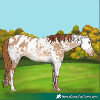 Horse Color:White Spotted Red Dun Appaloosa 