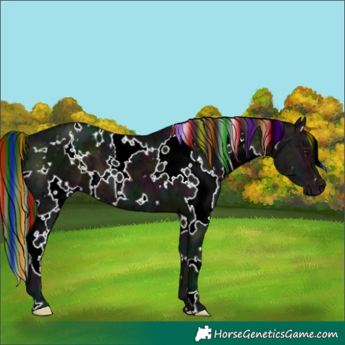 Horse Color:Painted White Spotted Midnight Brown Ice Appaloosa 
