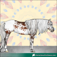 Horse Color:Gray White Spotted Silver Bay Splash Tobiano 