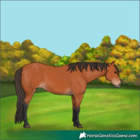Horse Color:Bay 