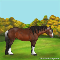Horse Color:Gray Bay Splash Tobiano 