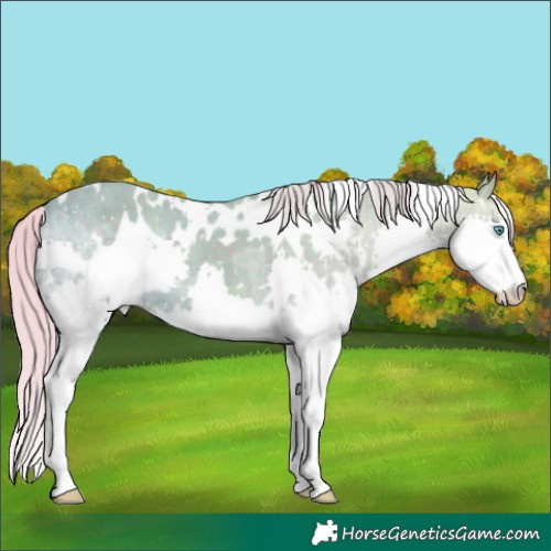 Horse Color:Watercolor White Spotted Silver Black Ice Splash Appaloosa 