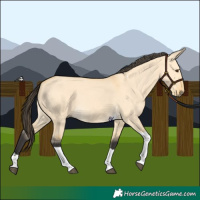 Horse Color:Buckskin Dun Tobiano 