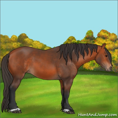 Horse Color:Bay 