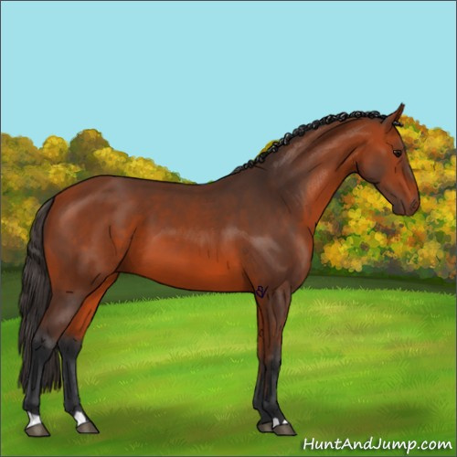 Horse Color:Bay 