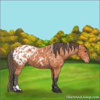 Horse Color:Bay Near Leopard  and Bay Near Leopard 