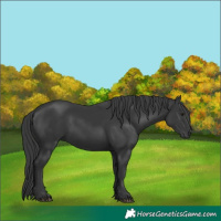 Horse Color:Black 