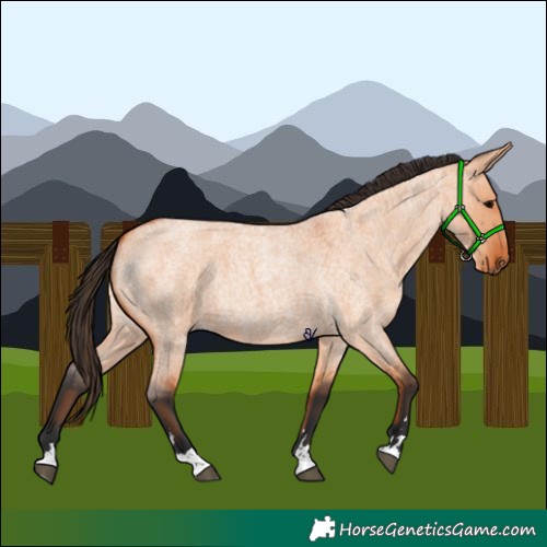 Horse Color:Bay Roan Dun 