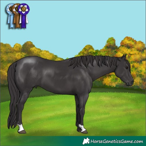 Horse Color:Smoky Black 