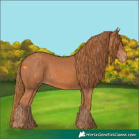 Horse Color:Chestnut Appaloosa  and Chestnut Appaloosa 
