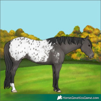 Horse Color:Black Appaloosa 
