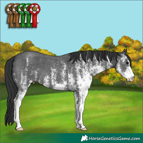 Horse Color:White Spotted Black 