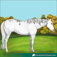 Horse Color:Unknown 