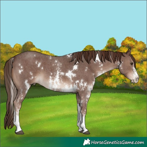 Horse Color:White Spotted Liver Chestnut Sabino 