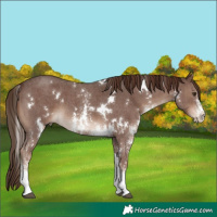 Horse Color:White Spotted Liver Chestnut Sabino