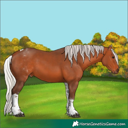Horse Color:Unknown 