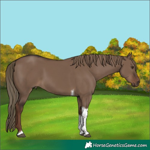 Horse Color:Unknown 