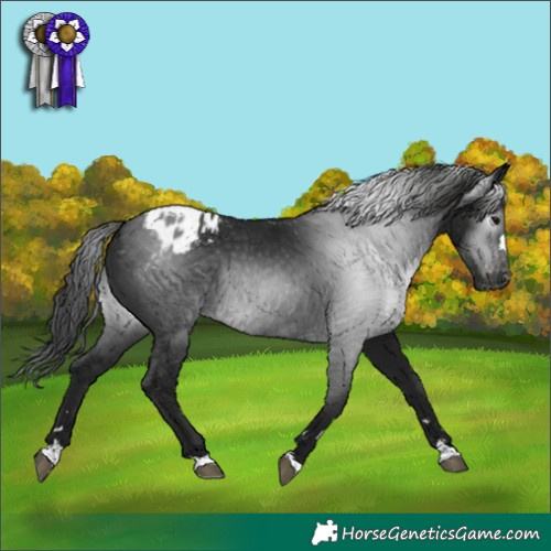 Horse Color:Gray Black Appaloosa 