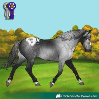 Horse Color:Gray Black Appaloosa 