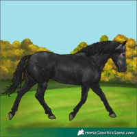 Horse Color:Gray Black 