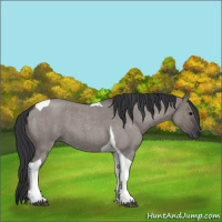 Horse Color:Grullo Roan Tobiano 
