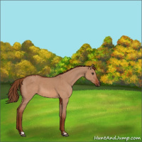 Horse Color:Red Dun  and Red Dun 
