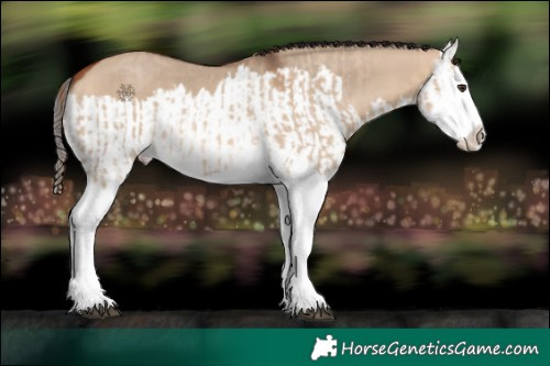 Horse Color:Red Dun Splash  and Bay Dun Splash 