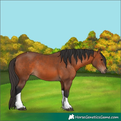 Horse Color:Bay Tobiano Rabicano 