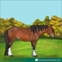 Horse Color:Bay Tobiano Rabicano
