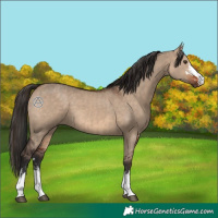 Horse Color:Liver Red Dun  and Brown Dun 