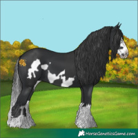 Horse Color:Black Splash  and Black Splash Frame 