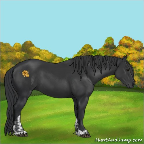 Horse Color:Black  and Black 