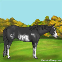 Horse Color:Black Splash  and Black Splash Frame 