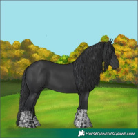Horse Color:Black and Black
